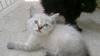 รูปย่อ น้องแมวลูกครึ่งเปอร์เซีย/อเมริกันชอตแฮร์ ลูกเสี้ยวเปอร์เซีย/เมนคูนพร้อมย้ายบ้านค่ะ รูปที่2