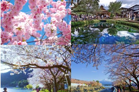 ทัวร์ญี่ปุ่น WoW Sakura Tokyo Fuji Sakura 4D3N   เริ่มต้น 25,900.- รูปที่ 1