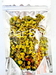 รูปย่อ ชาดอกเก๊กฮวยป่า (ชนิดดอก) รูปที่2