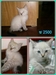 รูปย่อ น้องแมวลูกครึ่งแม่วิเชียรมาศ พ่ออเมริกันชอตแฮร์/เปอร์เซีย สินสอดถูกมากค่ะ รูปที่1