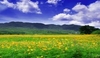 รูปย่อ ทัวร์ญี่ปุ่น TOKYO FUJI IBARAKI ซุปตาร์ ลาเวนเดอร์ 5 วัน 3 คืน (XJ) รูปที่2