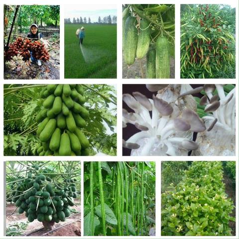 กระแสตอบรับของเกษตรกรทั่วประเทศ ที่ได้ทดลองใช้ ลดต้นทุน เพิ่มผลผลิตได้จริง รูปที่ 5