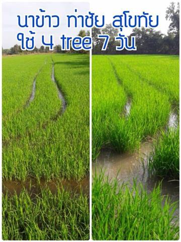 กระแสตอบรับของเกษตรกรทั่วประเทศ ที่ได้ทดลองใช้ ลดต้นทุน เพิ่มผลผลิตได้จริง รูปที่ 3