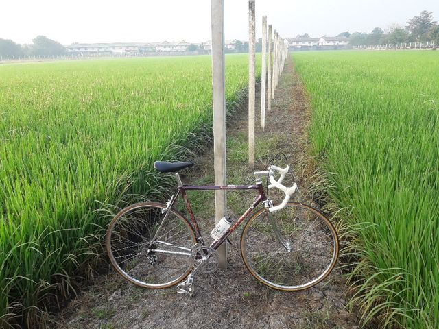 ขายเสือหมอบ Vintage Daccordi griffe size 53 อะไหล่ เทพ Campagnolo Super record สวยสุดๆ รูปที่ 3