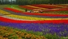 รูปย่อ ทัวร์ญี่ปุ่น TOKYO FUJI ซุปตาร์ ลาเวนเดอร์ ขนมหวาน 4 วัน 3 คืน (XJ) รูปที่2