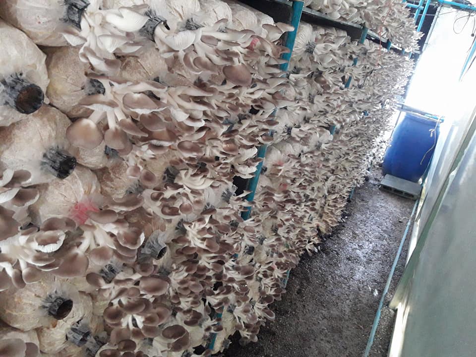 ขายก้อนเห็ด ดอกเห็ด และตะแกรงใส่ก้อนเห็ด จากสวนบ้านนา ลพบุรี รูปที่ 2