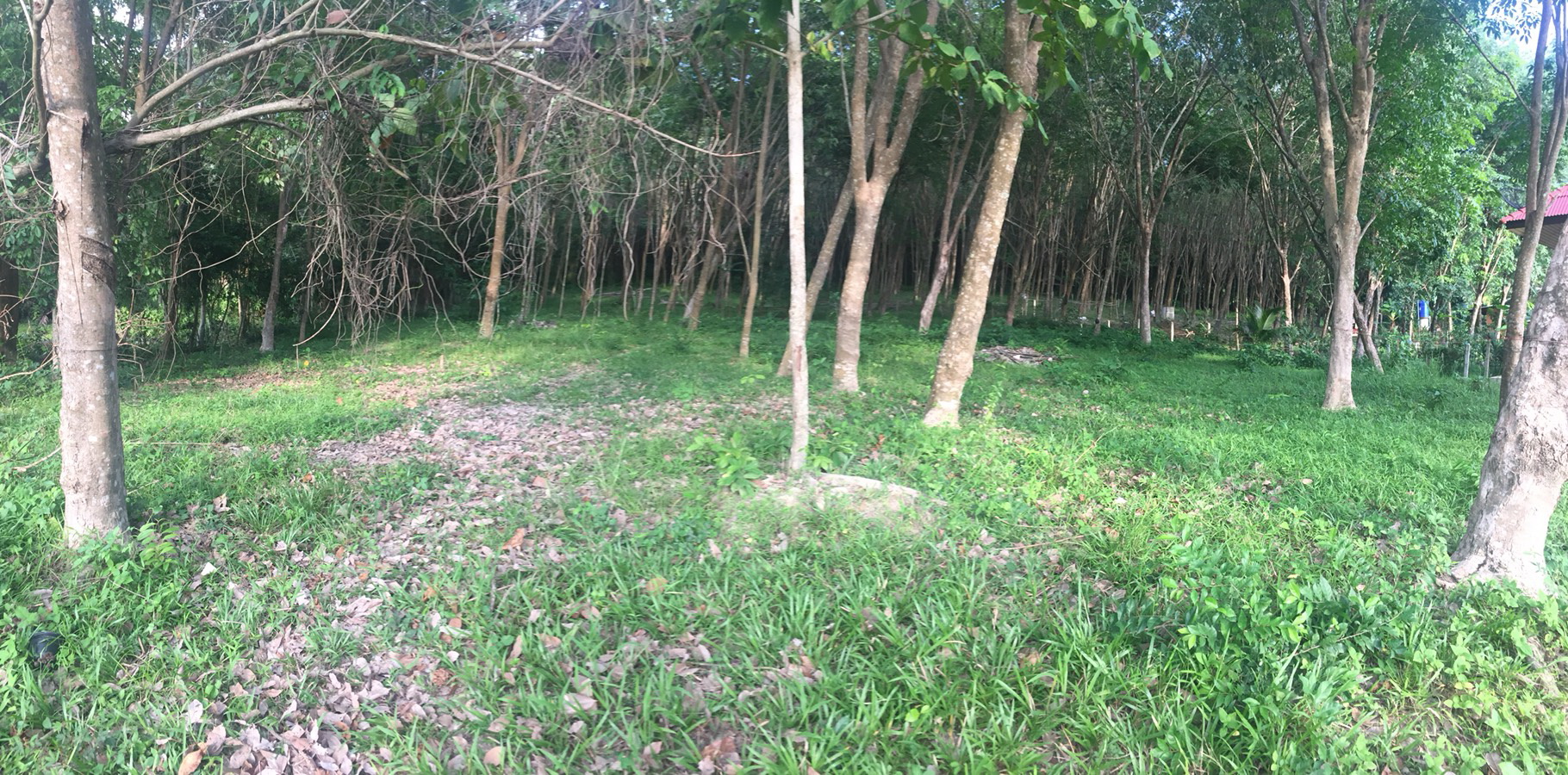 ขายที่ดินบนเกาะติดถนนพร้อมโอน รูปที่ 5