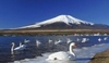 รูปย่อ  ทัวร์ญี่ปุ่น-TOKYO FUJI ซุปตาร์ หิมะน่าหม่ำ 5 วัน 3 คืน (XJ) รูปที่2
