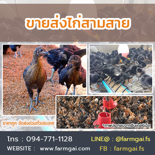 ขายส่งไก่สามสาย ราคาถูก จัดส่งด่วนทั่วประเทศ รูปที่ 2