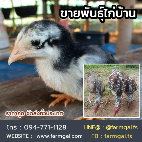 ขายพันธุ์ไก่บ้าน ปลีก-ส่ง ราคาถูก จัดส่งทั่วประเทศ รูปที่ 3