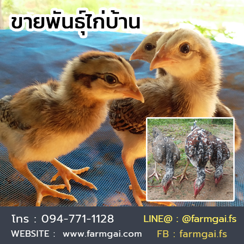ขายพันธุ์ไก่บ้าน ปลีก-ส่ง ราคาถูก จัดส่งทั่วประเทศ รูปที่ 5