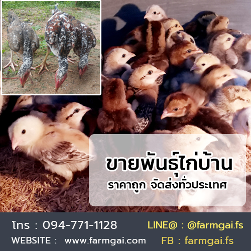 ขายพันธุ์ไก่บ้าน ปลีก-ส่ง ราคาถูก จัดส่งทั่วประเทศ รูปที่ 2