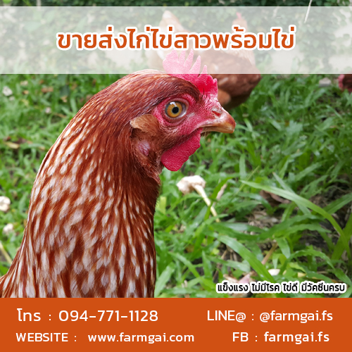ขายส่งไก่ไข่สาวพร้อมไข่ ราคาถูก จัดส่งด่วนทั่วประเทศ รูปที่ 5