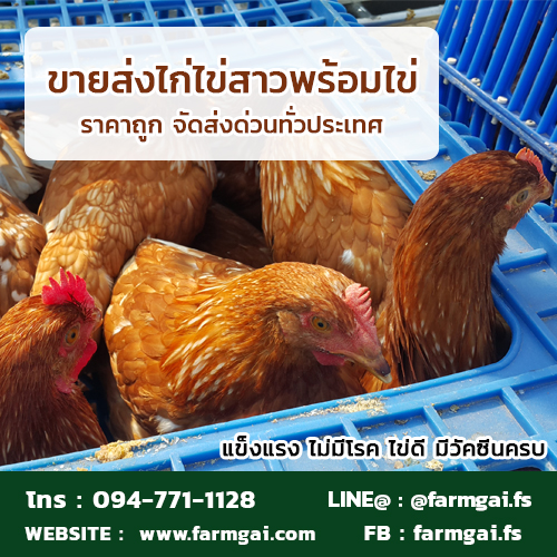 ขายส่งไก่ไข่สาวพร้อมไข่ ราคาถูก จัดส่งด่วนทั่วประเทศ รูปที่ 2