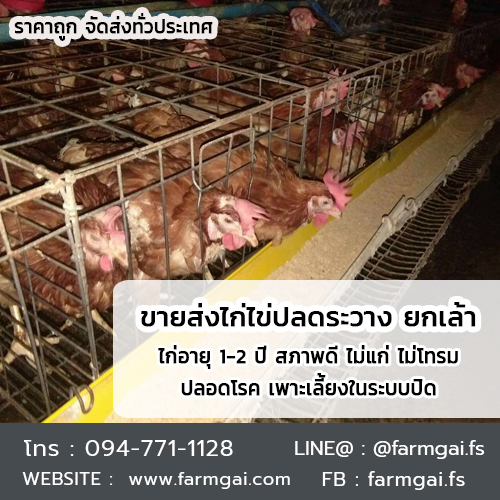 ขายส่งไก่ไข่ปลดระวาง ยกเล้า ราคาถูก ส่งด่วนทั่วประเทศ รูปที่ 5