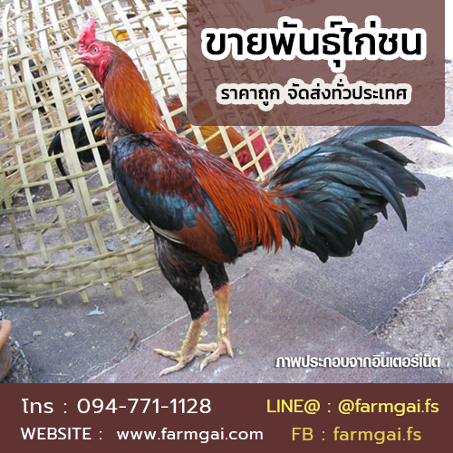 ขายพันธุ์ไก่ชน ราคาถูก จัดส่งทั่วประเทศ รูปที่ 3