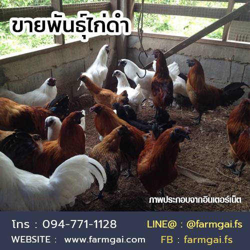 ขายพันธุ์ไก่ดำ ราคาถูก จัดส่งทั่วประเทศ รูปที่ 2