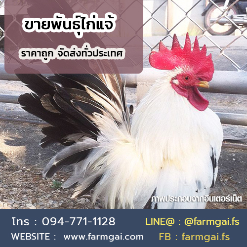 ขายพันธุ์ไก่แจ้ ราคาถูก จัดส่งทั่วประเทศ รูปที่ 2