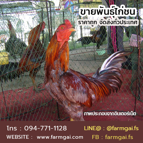 ขายพันธุ์ไก่ชน ราคาถูก จัดส่งทั่วประเทศ รูปที่ 5