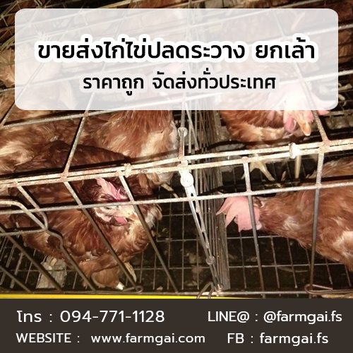 ขายส่งไก่ไข่ปลดระวาง ยกเล้า ราคาถูก ส่งด่วนทั่วประเทศ รูปที่ 2