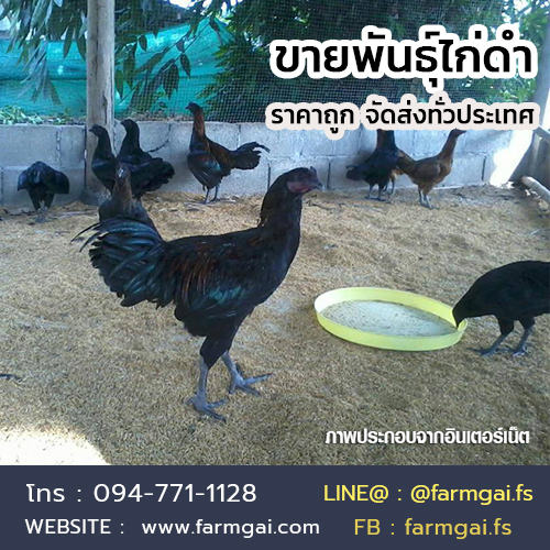 ขายพันธุ์ไก่ดำ ราคาถูก จัดส่งทั่วประเทศ รูปที่ 4