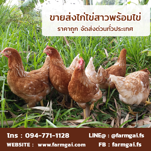 ขายส่งไก่ไข่สาวพร้อมไข่ ราคาถูก จัดส่งด่วนทั่วประเทศ รูปที่ 3