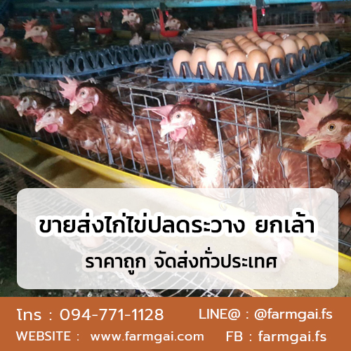 ขายส่งไก่ไข่ปลดระวาง ยกเล้า ราคาถูก ส่งด่วนทั่วประเทศ รูปที่ 1