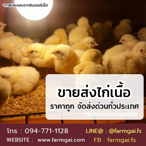 ขายส่งไก่เนื้อ ราคาถูก จัดส่งด่วนทั่วประเทศ รูปที่ 5