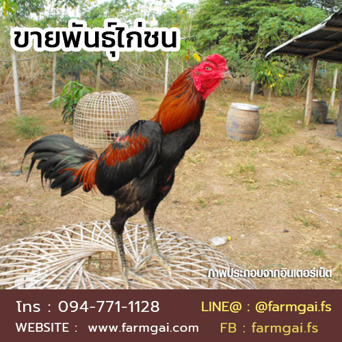 ขายพันธุ์ไก่ชน ราคาถูก จัดส่งทั่วประเทศ รูปที่ 2