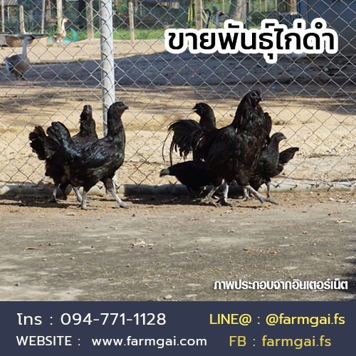 ขายพันธุ์ไก่ดำ ราคาถูก จัดส่งทั่วประเทศ รูปที่ 5