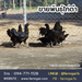 รูปย่อ ขายพันธุ์ไก่ดำ ราคาถูก จัดส่งทั่วประเทศ รูปที่5