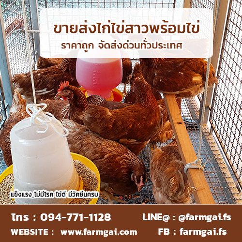 ขายส่งไก่ไข่สาวพร้อมไข่ ราคาถูก จัดส่งด่วนทั่วประเทศ รูปที่ 4