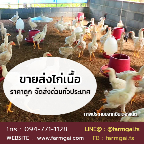 ขายส่งไก่เนื้อ ราคาถูก จัดส่งด่วนทั่วประเทศ รูปที่ 2