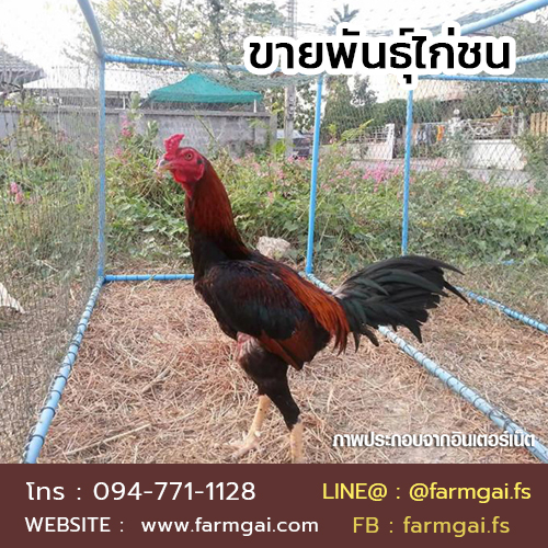 ขายพันธุ์ไก่ชน ราคาถูก จัดส่งทั่วประเทศ รูปที่ 4