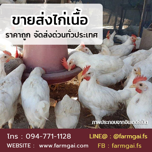 ขายส่งไก่เนื้อ ราคาถูก จัดส่งด่วนทั่วประเทศ รูปที่ 3
