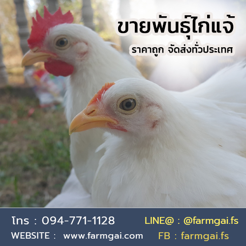 ขายพันธุ์ไก่แจ้ ราคาถูก จัดส่งทั่วประเทศ รูปที่ 4
