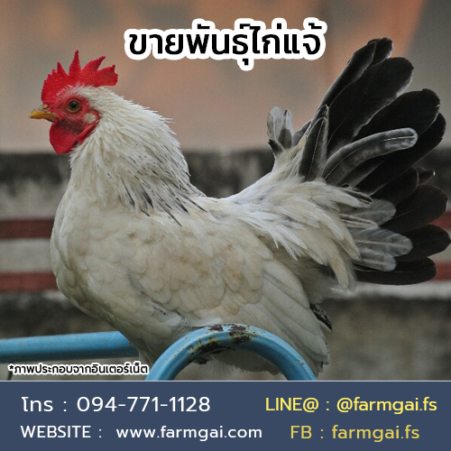 ขายพันธุ์ไก่แจ้ ราคาถูก จัดส่งทั่วประเทศ รูปที่ 3