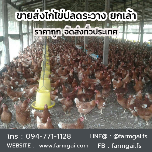 ขายส่งไก่ไข่ปลดระวาง ยกเล้า ราคาถูก ส่งด่วนทั่วประเทศ รูปที่ 4