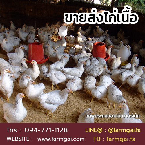 ขายส่งไก่เนื้อ ราคาถูก จัดส่งด่วนทั่วประเทศ รูปที่ 4