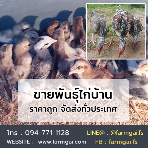 ขายพันธุ์ไก่บ้าน ปลีก-ส่ง ราคาถูก จัดส่งทั่วประเทศ รูปที่ 4