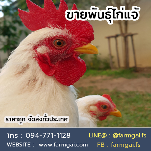 ขายพันธุ์ไก่แจ้ ราคาถูก จัดส่งทั่วประเทศ รูปที่ 5
