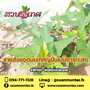 ขายส่งยอดมันเทศญี่ปุ่นเบนิฮารุกะ ราคาถูก ส่งทั่วประเทศ รูปที่ 4