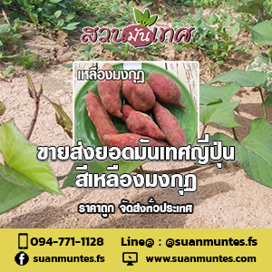 ขายส่งยอดมันเทศญี่ปุ่นเหลืองมงกุฎ ราคาถูก จัดส่งทั่วประเทศ รูปที่ 2