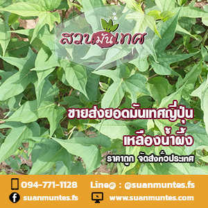 ขายส่งยอดมันเทศญี่ปุ่นเหลืองน้ำผึ้ง ราคาถูกพร้อมจัดส่ง รูปที่ 3