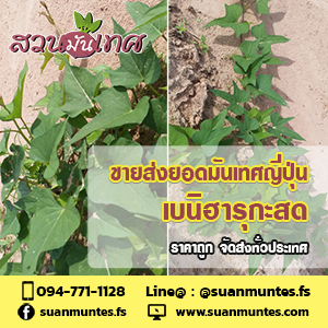 ขายส่งยอดมันเทศญี่ปุ่นเบนิฮารุกะ ราคาถูก ส่งทั่วประเทศ รูปที่ 3