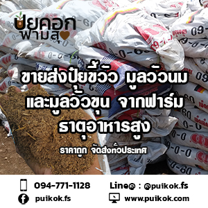 ขายส่งปุ๋ยขี้วัว ทำปุ๋ยต้นไม้ ราคาถูก จัดส่งทั่วประเทศ รูปที่ 3
