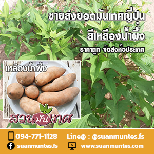 ขายส่งยอดมันเทศญี่ปุ่นเหลืองน้ำผึ้ง ราคาถูกพร้อมจัดส่ง รูปที่ 4