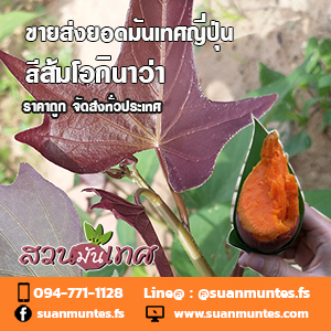 ขายส่งยอดมันเทศญี่ปุ่นโอกินาว่าสีส้ม ราคาถูก ส่งทั่วประเทศ รูปที่ 4