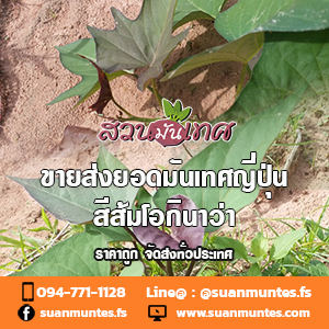 ขายส่งยอดมันเทศญี่ปุ่นโอกินาว่าสีส้ม ราคาถูก ส่งทั่วประเทศ รูปที่ 2