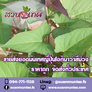 ขายส่งยอดมันเทศญี่ปุ่นโอกินาว่าสีม่วง ราคาถูก ส่งทั่วประเทศ รูปที่ 3